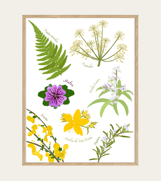 Herbas de San Xoán